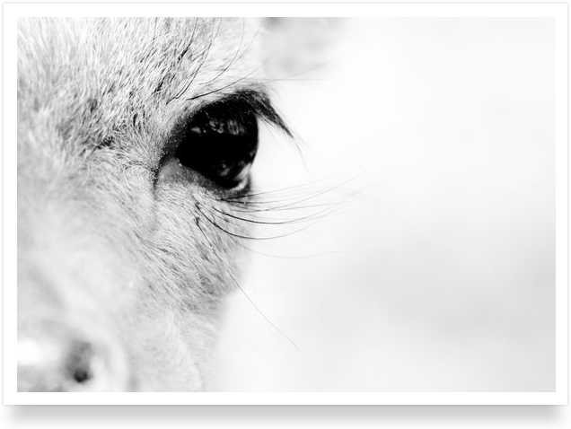 Le regard du dain