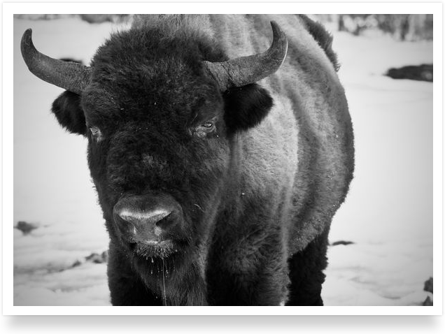 Le calme du bisons